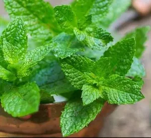 Pudina (Mint Leaves)