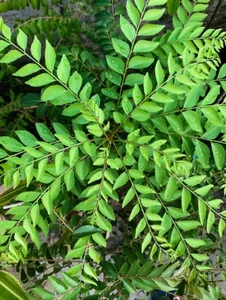 Kadi Patta (Curry Leaves)