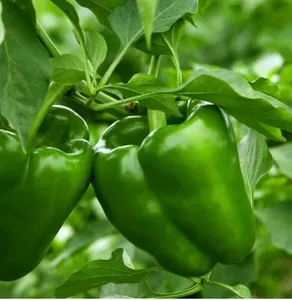 Organic Shimla Mirch (Capsicum)