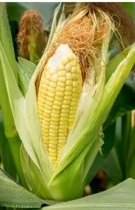 Sweet Corn (Bhutta)