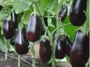 Chhota Baingan Small