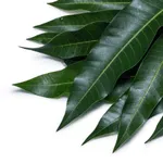 Aam ke Patte Mango Leaves 9PC