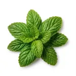 Pudina (Mint)