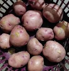 Lal Aloo (Red Potato)