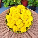 Marigold Gainda 